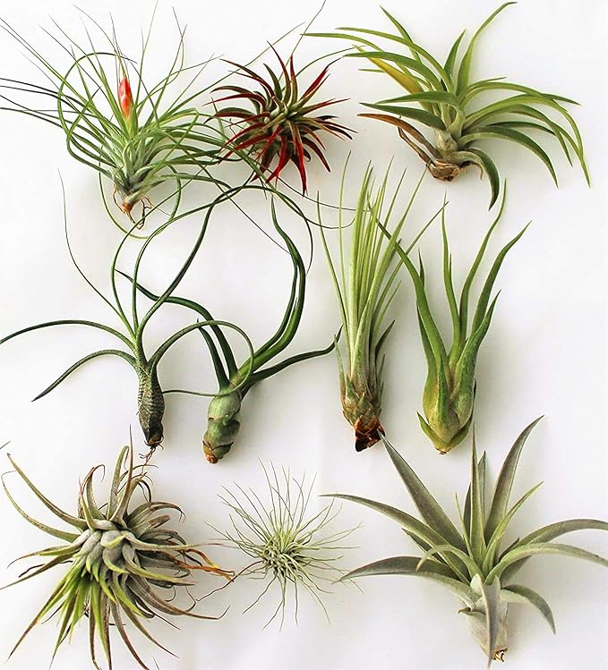 Plantas de aire sin tierra para interior